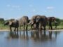 Les éléphants peuvent réapprendre à vivre à l'état sauvage après des années de captivité