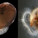 Les escargots des grands fonds chevauchent les courants de surface pour atteindre des sources hydrothermales éloignées Les images côte à côte montrent différentes étapes d’une patelle. La version adulte de gauche conserve une coquille qui faisait autrefois partie du stade larvaire de droite.