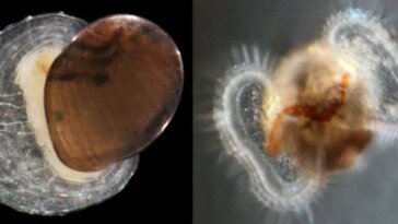 Les images côte à côte montrent différentes étapes d’une patelle. La version adulte de gauche conserve une coquille qui faisait autrefois partie du stade larvaire de droite.