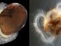 Les images côte à côte montrent différentes étapes d’une patelle. La version adulte de gauche conserve une coquille qui faisait autrefois partie du stade larvaire de droite.