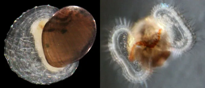 Les escargots des grands fonds chevauchent les courants de surface pour atteindre des sources hydrothermales éloignées Les images côte à côte montrent différentes étapes d’une patelle. La version adulte de gauche conserve une coquille qui faisait autrefois partie du stade larvaire de droite.