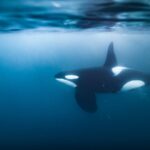 Regardez une orque s'enfoncer si fort dans un poisson-lune qu'il explose