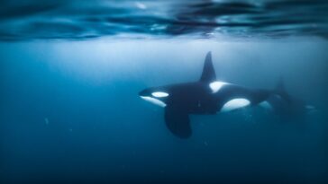 Regardez une orque s'enfoncer si fort dans un poisson-lune qu'il explose