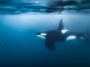 Regardez une orque s'enfoncer si fort dans un poisson-lune qu'il explose