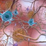Un nouveau type de médicament contre la maladie d'Alzheimer semble prometteur Un nouveau type de médicament contre la maladie d'Alzheimer semble prometteur