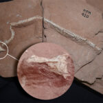 Un rare fossile de serpent en 3D révèle les secrets de son mode de vie inhabituel Une photo d'un fossile de serpent avec un encart zoomant sur le crâne préservé en 3D du fossile.