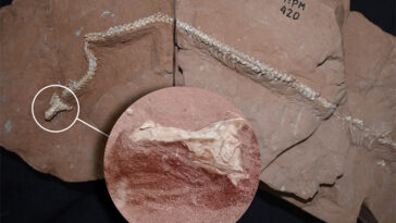Une photo d'un fossile de serpent avec un encart zoomant sur le crâne préservé en 3D du fossile.