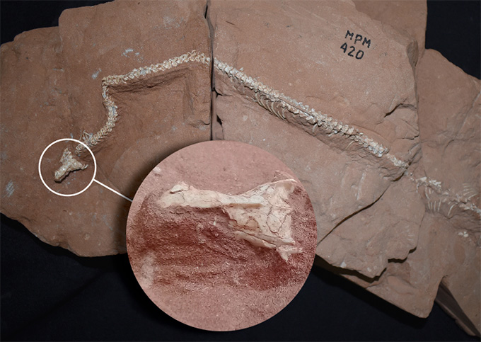 Un rare fossile de serpent en 3D révèle les secrets de son mode de vie inhabituel Une photo d'un fossile de serpent avec un encart zoomant sur le crâne préservé en 3D du fossile.