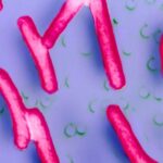 Un vaccin oral expérimental peut prévenir la diarrhée bactérienne invasive