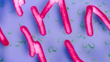 Un vaccin oral expérimental peut prévenir la diarrhée bactérienne invasive