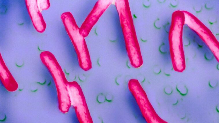 Un vaccin oral expérimental peut prévenir la diarrhée bactérienne invasive Un vaccin oral expérimental peut prévenir la diarrhée bactérienne invasive