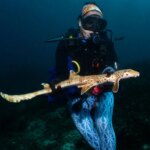 Une nouvelle espèce de requin marcheur a été découverte en Papouasie-Nouvelle-Guinée Une femme en tenue de plongée et en combinaison à motifs bleu vif est vue sous l'eau, tenant un long requin maigre qui marche.