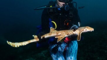Une femme en tenue de plongée et en combinaison à motifs bleu vif est vue sous l'eau, tenant un long requin maigre qui marche.