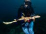 Une femme en tenue de plongée et en combinaison à motifs bleu vif est vue sous l'eau, tenant un long requin maigre qui marche.