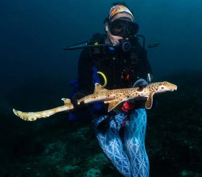 Une femme en tenue de plongée et en combinaison à motifs bleu vif est vue sous l'eau, tenant un long requin maigre qui marche.