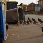 Ces oiseaux ont appris à ouvrir les poubelles dʼun quartier entier et les chercheurs suivent la propagation du geste