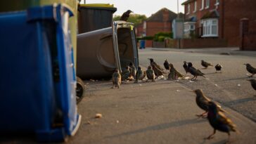 Ces oiseaux ont appris à ouvrir les poubelles dʼun quartier entier et les chercheurs suivent la propagation du geste