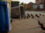 Ces oiseaux ont appris à ouvrir les poubelles dʼun quartier entier et les chercheurs suivent la propagation du geste