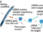 Un graphique montrant comment fonctionne l’interférence ARN. Un brin d'ARN rouge et orange est représenté torsadé ensemble et étiqueté petit ARN interférent (ARNsi) à l'extérieur d'une courbe bleue représentant une membrane cellulaire. Le siARN pénètre dans la cellule. Ensuite, il est représenté niché dans un cercle bleu irrégulier représentant une machine cellulaire. Le siRNA se décompresse. Le volet rouge des passagers est vu flotter. Dans le panneau suivant, le siARN orange s’enroule autour d’une partie d’un brin d’ARNm bleu sarcelle. Ensuite, une paire de ciseaux est montrée coupant l’ARNm en morceaux.
