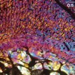 Une image en coupe transversale d’un os fossile de l’ancêtre du mammifère Chiniquodon theotonicus.