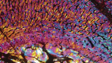 Une image en coupe transversale d’un os fossile de l’ancêtre du mammifère Chiniquodon theotonicus.