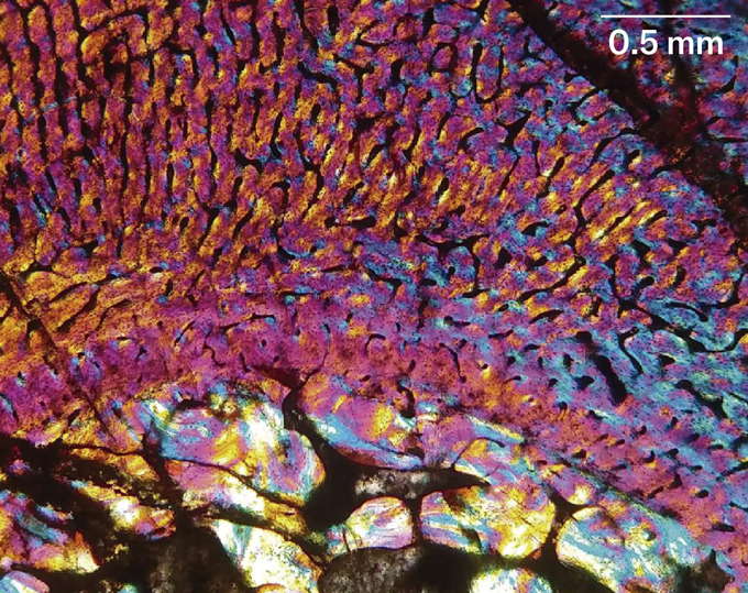 Une image en coupe transversale d’un os fossile de l’ancêtre du mammifère Chiniquodon theotonicus.