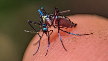 Un petit moustique bleu métallique se trouve sur le bout d'un doigt