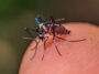 Un petit moustique bleu métallique se trouve sur le bout d'un doigt