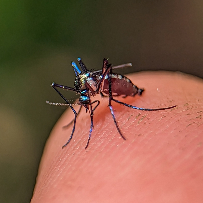 Un petit moustique bleu métallique se trouve sur le bout d'un doigt
