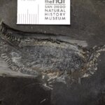 Une photo d'un insecte fossile montrant ses nombreuses pattes supplémentaires