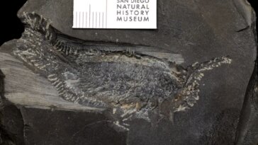 Une photo d'un insecte fossile montrant ses nombreuses pattes supplémentaires