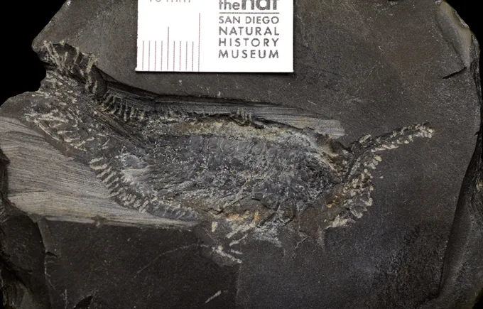 Il était une fois les insectes avaient 24 pattes Une photo d'un insecte fossile montrant ses nombreuses pattes supplémentaires