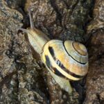 La bave d'escargot fait de nombreux travaux grâce au calcium