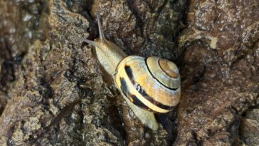 La bave d'escargot fait de nombreux travaux grâce au calcium