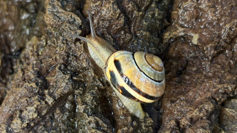 La bave d'escargot fait de nombreux travaux grâce au calcium La bave d'escargot fait de nombreux travaux grâce au calcium