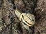 La bave d'escargot fait de nombreux travaux grâce au calcium