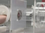 Un bras est maintenu par une ouverture circulaire à l’intérieur d’une boîte en acrylique transparent. Sur le côté de la boîte, une ouverture séparée avec un filet en maille relie une boîte adjacente contenant plusieurs moustiques à l'intérieur.