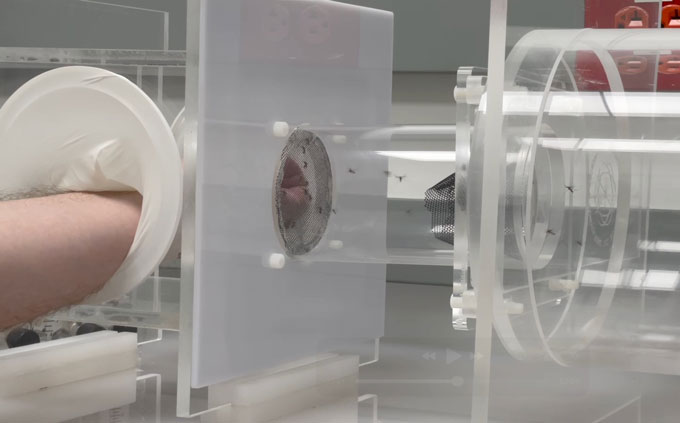 La chimie de votre peau peut affecter les moustiques qui veulent le plus vous piquer Un bras est maintenu par une ouverture circulaire à l’intérieur d’une boîte en acrylique transparent. Sur le côté de la boîte, une ouverture séparée avec un filet en maille relie une boîte adjacente contenant plusieurs moustiques à l'intérieur.