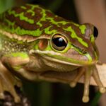 La thérapie par la chaleur pour les grenouilles malades réduit les niveaux de spermatozoïdes