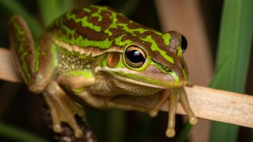 La thérapie par la chaleur pour les grenouilles malades réduit les niveaux de spermatozoïdes