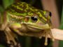 La thérapie par la chaleur pour les grenouilles malades réduit les niveaux de spermatozoïdes