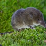 Le nez des musaraignes grossit en hiver à mesure que leur cerveau rétrécit