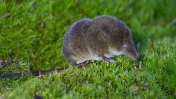 Le nez des musaraignes grossit en hiver à mesure que leur cerveau rétrécit
