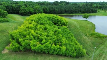 Une mini forêt de bambous pousse à côté d'un étang et d'une forêt traditionnelle. Une zone tampon d'herbe tondue entoure la parcelle.