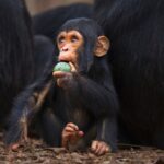 Le sucre pourrait avoir été un ingrédient clé de l'évolution humaine