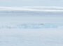 Une plate-forme de glace avec de petites taches noires – des manchots empereurs – blottis le long du bord est représentée de loin à travers un champ de glace.