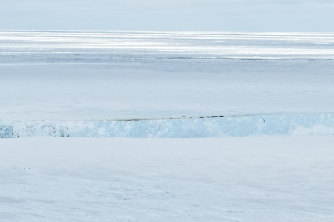 Les poussins de manchots empereurs comme ceux-là meurent de faim. Un iceberg pourrait en être la cause Une plate-forme de glace avec de petites taches noires – des manchots empereurs – blottis le long du bord est représentée de loin à travers un champ de glace.
