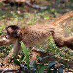 Les singes chassent les petits animaux lorsque les fruits sont rares