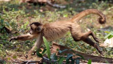 Les singes chassent les petits animaux lorsque les fruits sont rares