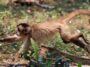 Les singes chassent les petits animaux lorsque les fruits sont rares